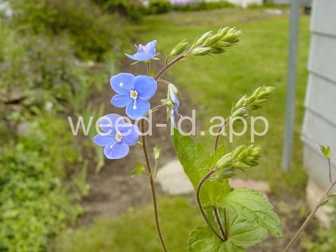 speedwell, germander